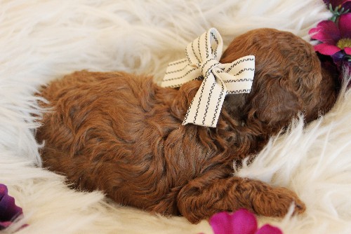 puppy, for, sale, Toy Poodle, Melvin  Fisher, dog, breeder, Coatesville, PA, dog-breeder, puppy-for-sale, forsale, nearby, find, puppyfind, locator, puppylocator, aca