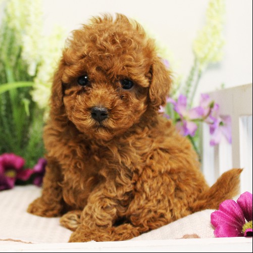 puppy, for, sale, Toy Poodle, Melvin  Fisher, dog, breeder, Coatesville, PA, dog-breeder, puppy-for-sale, forsale, nearby, find, puppyfind, locator, puppylocator, aca