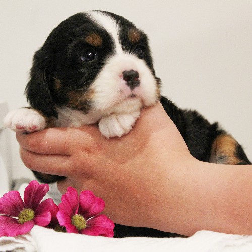 puppy, for, sale, Miniature Bernese Mountain Dog, Melvin  Fisher, dog, breeder, Coatesville, PA, dog-breeder, puppy-for-sale, forsale, nearby, find, puppyfind, locator, puppylocator, aca