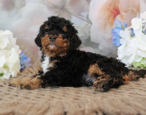puppy, for, sale, Mini Bernedoodle, Melvin  Fisher, dog, breeder, Coatesville, PA, dog-breeder, puppy-for-sale, forsale, nearby, find, puppyfind, locator, puppylocator, aca
