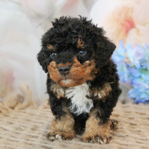 puppy, for, sale, Mini Bernedoodle, Melvin  Fisher, dog, breeder, Coatesville, PA, dog-breeder, puppy-for-sale, forsale, nearby, find, puppyfind, locator, puppylocator, aca