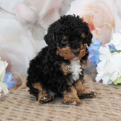 puppy, for, sale, Mini Bernedoodle, Melvin  Fisher, dog, breeder, Coatesville, PA, dog-breeder, puppy-for-sale, forsale, nearby, find, puppyfind, locator, puppylocator, aca