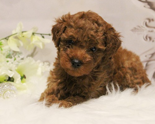 puppy, for, sale, Toy Poodle, Melvin  Fisher, dog, breeder, Coatesville, PA, dog-breeder, puppy-for-sale, forsale, nearby, find, puppyfind, locator, puppylocator, aca