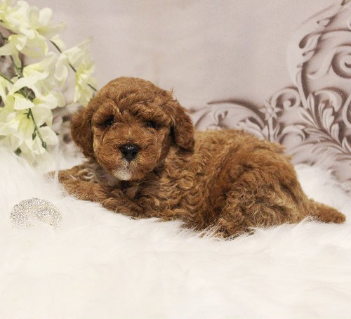 puppy, for, sale, Toy Poodle, Melvin  Fisher, dog, breeder, Coatesville, PA, dog-breeder, puppy-for-sale, forsale, nearby, find, puppyfind, locator, puppylocator, aca