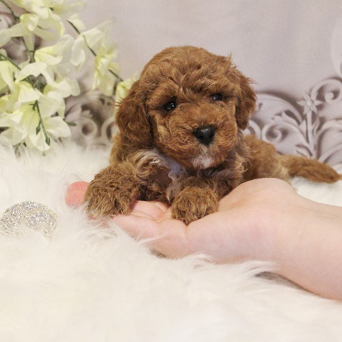 puppy, for, sale, Toy Poodle, Melvin  Fisher, dog, breeder, Coatesville, PA, dog-breeder, puppy-for-sale, forsale, nearby, find, puppyfind, locator, puppylocator, aca