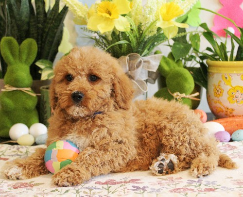 puppy, for, sale, Mini Bernedoodle, Melvin  Fisher, dog, breeder, Coatesville, PA, dog-breeder, puppy-for-sale, forsale, nearby, find, puppyfind, locator, puppylocator, aca