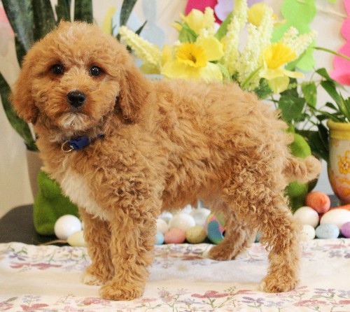 puppy, for, sale, Mini Bernedoodle, Melvin  Fisher, dog, breeder, Coatesville, PA, dog-breeder, puppy-for-sale, forsale, nearby, find, puppyfind, locator, puppylocator, aca