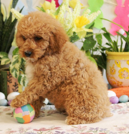 puppy, for, sale, Mini Bernedoodle, Melvin  Fisher, dog, breeder, Coatesville, PA, dog-breeder, puppy-for-sale, forsale, nearby, find, puppyfind, locator, puppylocator, aca