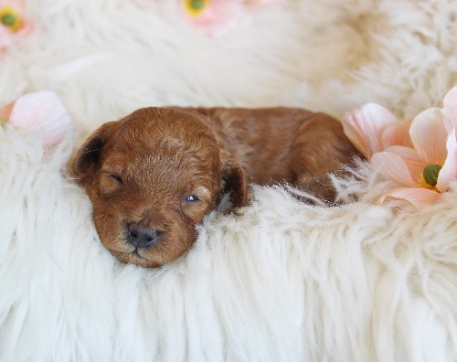 puppy, for, sale, Toy Poodle, Melvin  Fisher, dog, breeder, Coatesville, PA, dog-breeder, puppy-for-sale, forsale, nearby, find, puppyfind, locator, puppylocator, aca