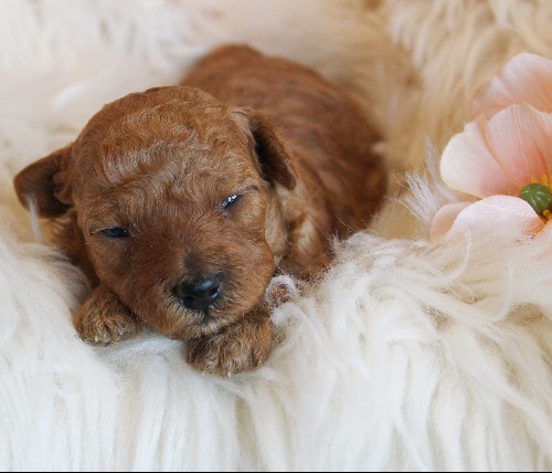puppy, for, sale, Toy Poodle, Melvin  Fisher, dog, breeder, Coatesville, PA, dog-breeder, puppy-for-sale, forsale, nearby, find, puppyfind, locator, puppylocator, aca