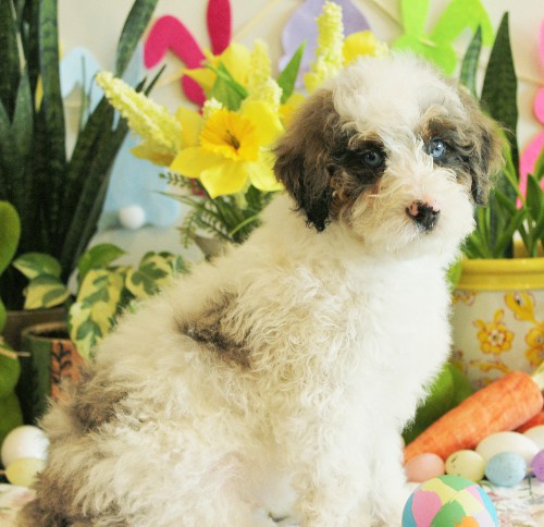 puppy, for, sale, Mini Bernedoodle, Melvin  Fisher, dog, breeder, Coatesville, PA, dog-breeder, puppy-for-sale, forsale, nearby, find, puppyfind, locator, puppylocator, aca