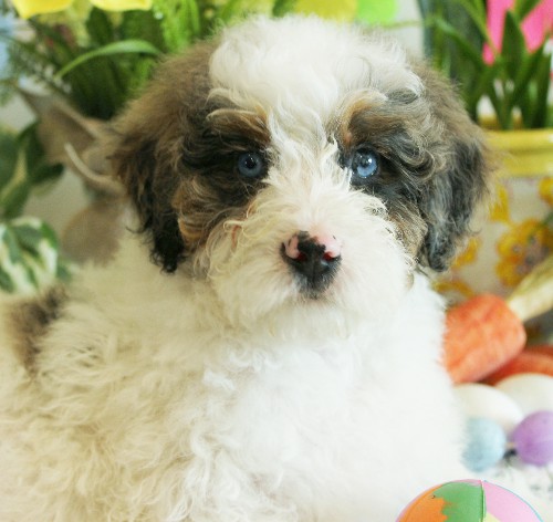 puppy, for, sale, Mini Bernedoodle, Melvin  Fisher, dog, breeder, Coatesville, PA, dog-breeder, puppy-for-sale, forsale, nearby, find, puppyfind, locator, puppylocator, aca
