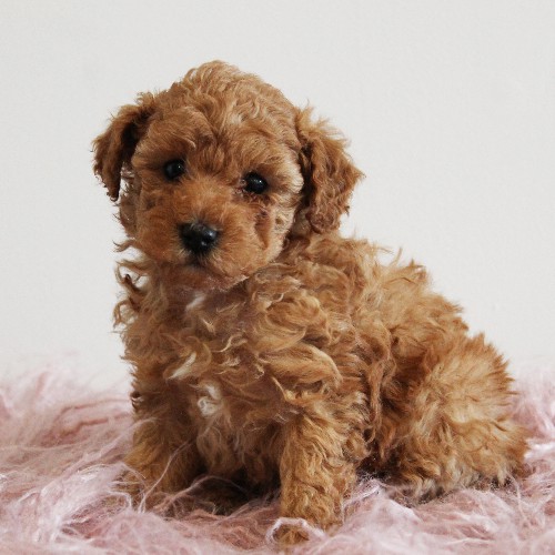puppy, for, sale, Toy Poodle, Melvin  Fisher, dog, breeder, Coatesville, PA, dog-breeder, puppy-for-sale, forsale, nearby, find, puppyfind, locator, puppylocator, aca