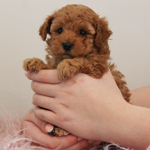 puppy, for, sale, Toy Poodle, Melvin  Fisher, dog, breeder, Coatesville, PA, dog-breeder, puppy-for-sale, forsale, nearby, find, puppyfind, locator, puppylocator, aca