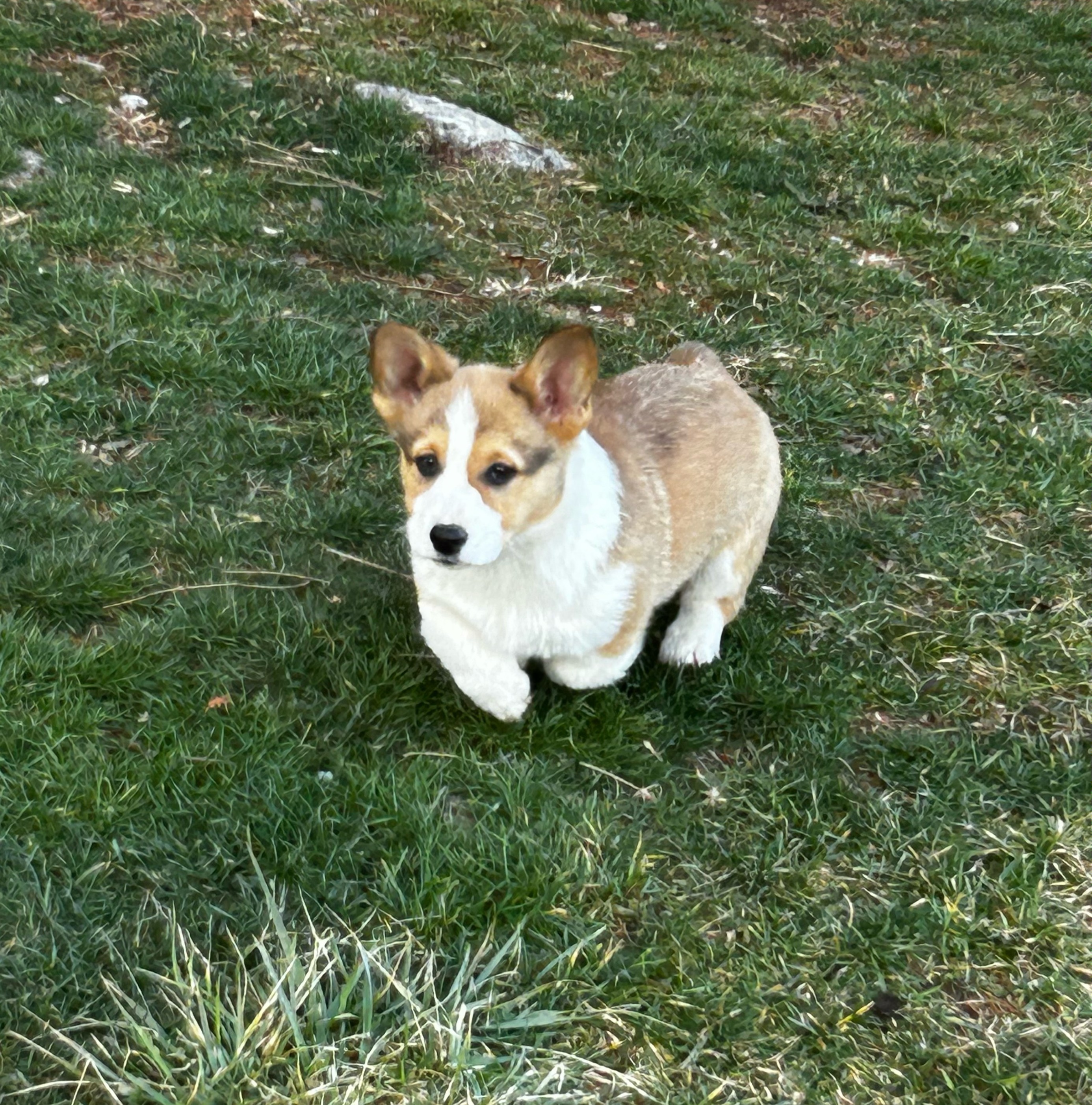 puppy, for, sale, Pembroke Welsh Melvin Fisher, dog, breeder