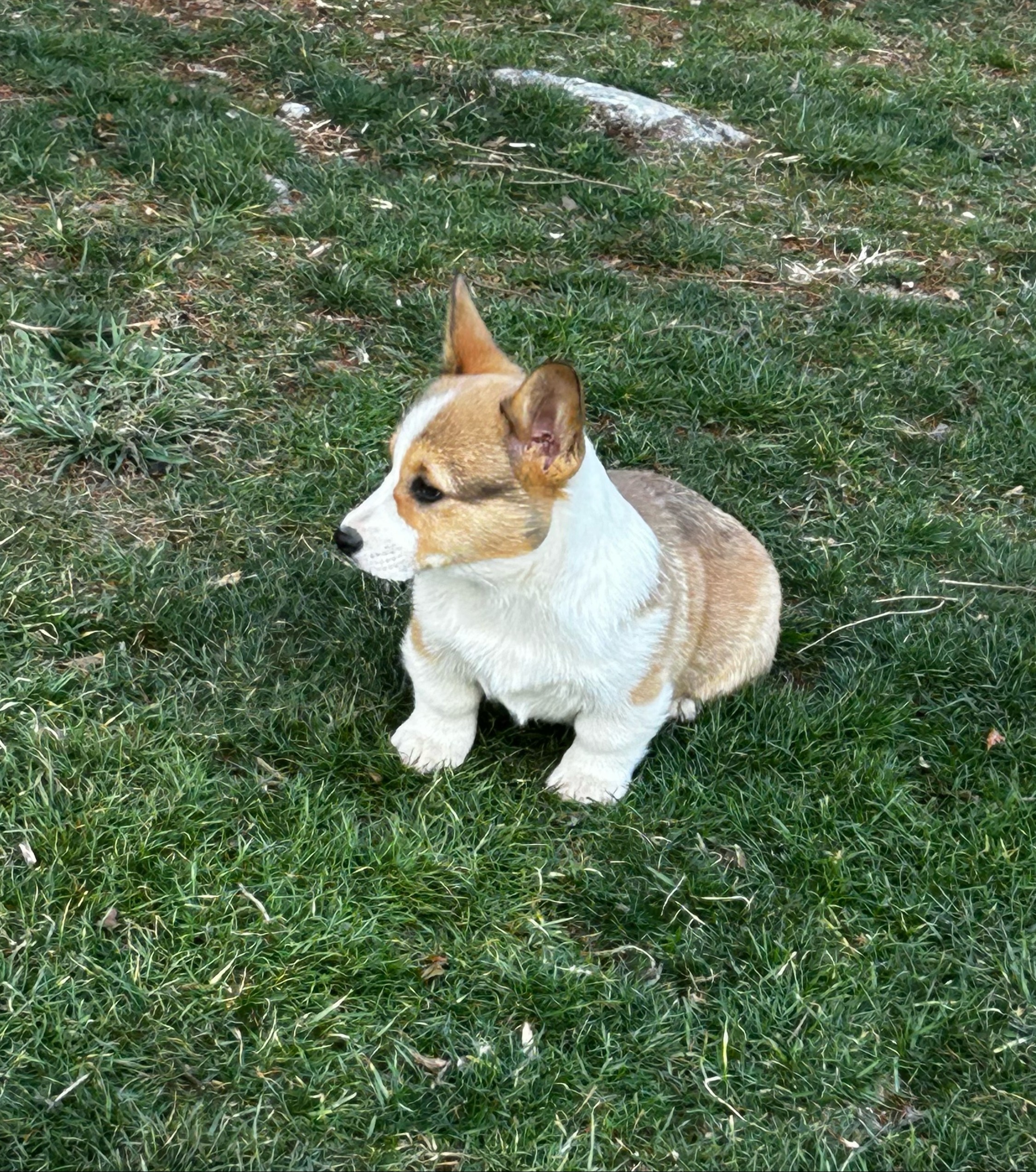 puppy, for, sale, Pembroke Welsh Melvin Fisher, dog, breeder