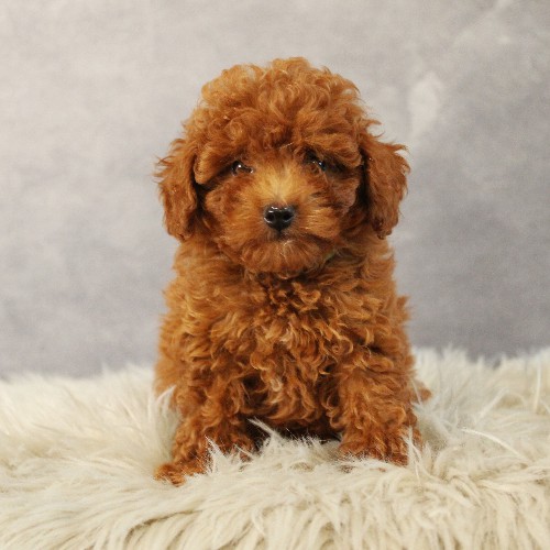 puppy, for, sale, Toy Poodle, Melvin  Fisher, dog, breeder, Coatesville, PA, dog-breeder, puppy-for-sale, forsale, nearby, find, puppyfind, locator, puppylocator, aca
