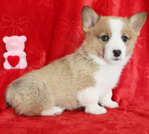 puppy, for, sale, Pembroke Welsh Corgi, Melvin  Fisher, dog, breeder, Coatesville, PA, dog-breeder, puppy-for-sale, forsale, nearby, find, puppyfind, locator, puppylocator, aca