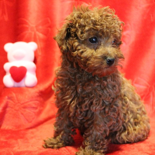 puppy, for, sale, Toy Poodle, Melvin  Fisher, dog, breeder, Coatesville, PA, dog-breeder, puppy-for-sale, forsale, nearby, find, puppyfind, locator, puppylocator, aca