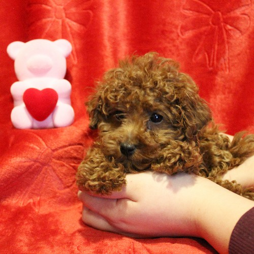 puppy, for, sale, Toy Poodle, Melvin  Fisher, dog, breeder, Coatesville, PA, dog-breeder, puppy-for-sale, forsale, nearby, find, puppyfind, locator, puppylocator, aca