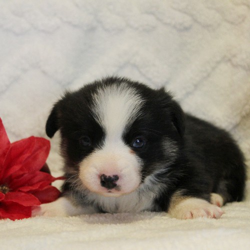 puppy, for, sale, Pembroke Welsh Corgi, Melvin  Fisher, dog, breeder, Coatesville, PA, dog-breeder, puppy-for-sale, forsale, nearby, find, puppyfind, locator, puppylocator, aca