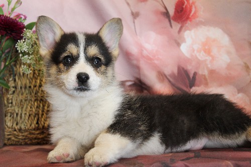 puppy, for, sale, Pembroke Welsh Corgi, Melvin  Fisher, dog, breeder, Coatesville, PA, dog-breeder, puppy-for-sale, forsale, nearby, find, puppyfind, locator, puppylocator, aca