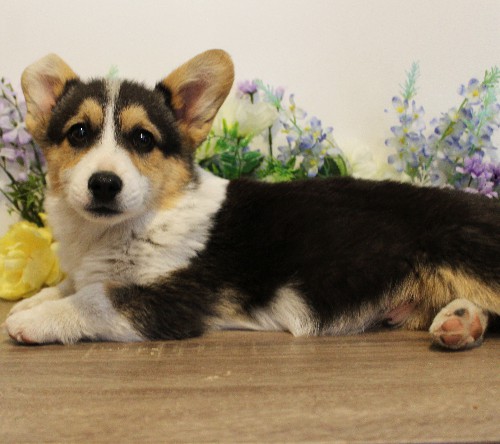 puppy, for, sale, Pembroke Welsh Corgi, Melvin  Fisher, dog, breeder, Coatesville, PA, dog-breeder, puppy-for-sale, forsale, nearby, find, puppyfind, locator, puppylocator, aca