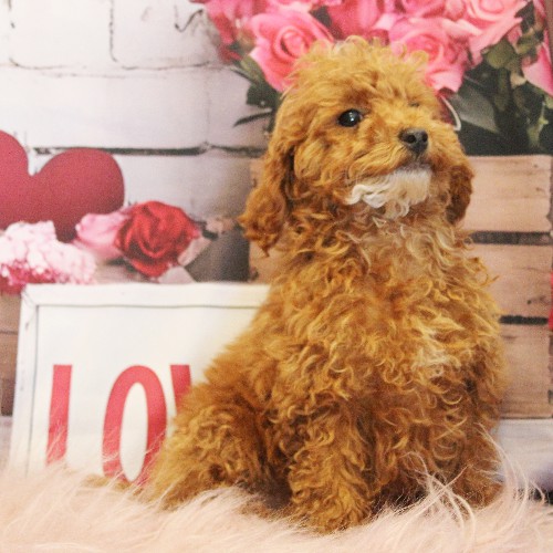 puppy, for, sale, Toy Poodle, Melvin  Fisher, dog, breeder, Coatesville, PA, dog-breeder, puppy-for-sale, forsale, nearby, find, puppyfind, locator, puppylocator, aca