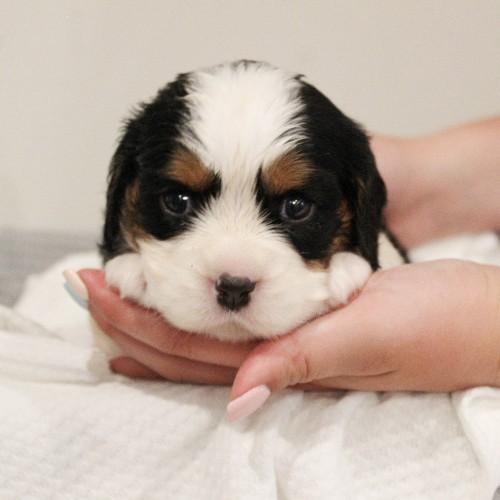 puppy, for, sale, Miniature Bernese Mountain Dog, Melvin  Fisher, dog, breeder, Coatesville, PA, dog-breeder, puppy-for-sale, forsale, nearby, find, puppyfind, locator, puppylocator, aca