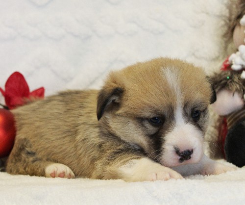 puppy, for, sale, Pembroke Welsh Corgi, Melvin  Fisher, dog, breeder, Coatesville, PA, dog-breeder, puppy-for-sale, forsale, nearby, find, puppyfind, locator, puppylocator, aca