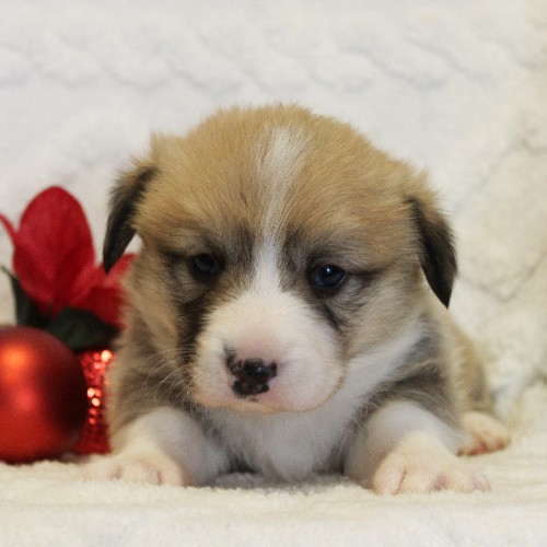 puppy, for, sale, Pembroke Welsh Corgi, Melvin  Fisher, dog, breeder, Coatesville, PA, dog-breeder, puppy-for-sale, forsale, nearby, find, puppyfind, locator, puppylocator, aca