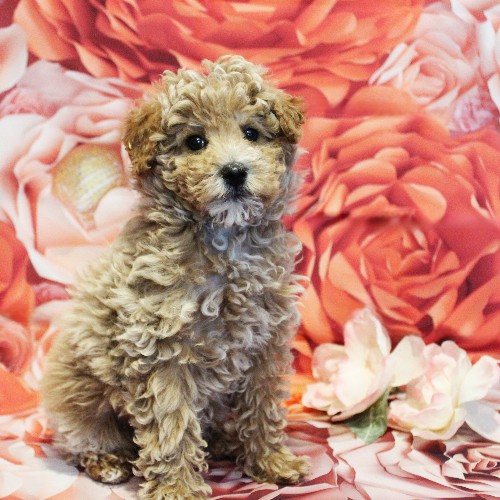 puppy, for, sale, Toy Poodle, Melvin  Fisher, dog, breeder, Coatesville, PA, dog-breeder, puppy-for-sale, forsale, nearby, find, puppyfind, locator, puppylocator, aca