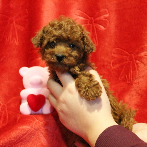 puppy, for, sale, Toy Poodle, Melvin  Fisher, dog, breeder, Coatesville, PA, dog-breeder, puppy-for-sale, forsale, nearby, find, puppyfind, locator, puppylocator, aca
