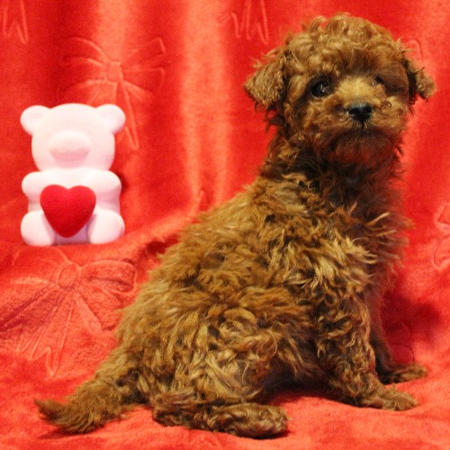 puppy, for, sale, Toy Poodle, Melvin  Fisher, dog, breeder, Coatesville, PA, dog-breeder, puppy-for-sale, forsale, nearby, find, puppyfind, locator, puppylocator, aca