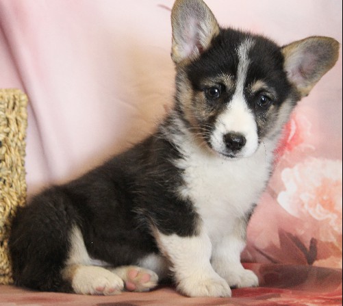 puppy, for, sale, Pembroke Welsh Corgi, Melvin  Fisher, dog, breeder, Coatesville, PA, dog-breeder, puppy-for-sale, forsale, nearby, find, puppyfind, locator, puppylocator, aca