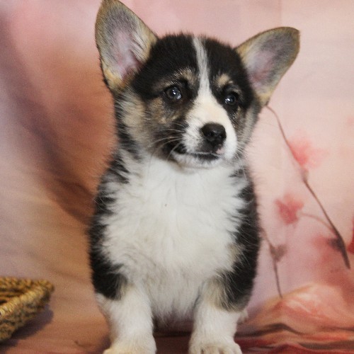 puppy, for, sale, Pembroke Welsh Corgi, Melvin  Fisher, dog, breeder, Coatesville, PA, dog-breeder, puppy-for-sale, forsale, nearby, find, puppyfind, locator, puppylocator, aca