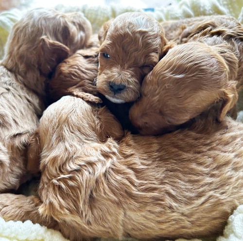 puppy, for, sale, Toy Poodle, Melvin  Fisher, dog, breeder, Coatesville, PA, dog-breeder, puppy-for-sale, forsale, nearby, find, puppyfind, locator, puppylocator, aca