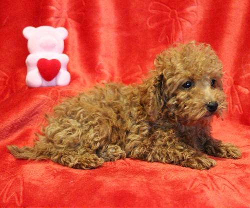 puppy, for, sale, Toy Poodle, Melvin  Fisher, dog, breeder, Coatesville, PA, dog-breeder, puppy-for-sale, forsale, nearby, find, puppyfind, locator, puppylocator, aca