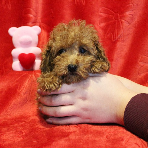 puppy, for, sale, Toy Poodle, Melvin  Fisher, dog, breeder, Coatesville, PA, dog-breeder, puppy-for-sale, forsale, nearby, find, puppyfind, locator, puppylocator, aca