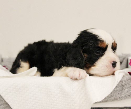 puppy, for, sale, Miniature Bernese Mountain Dog, Melvin  Fisher, dog, breeder, Coatesville, PA, dog-breeder, puppy-for-sale, forsale, nearby, find, puppyfind, locator, puppylocator, aca