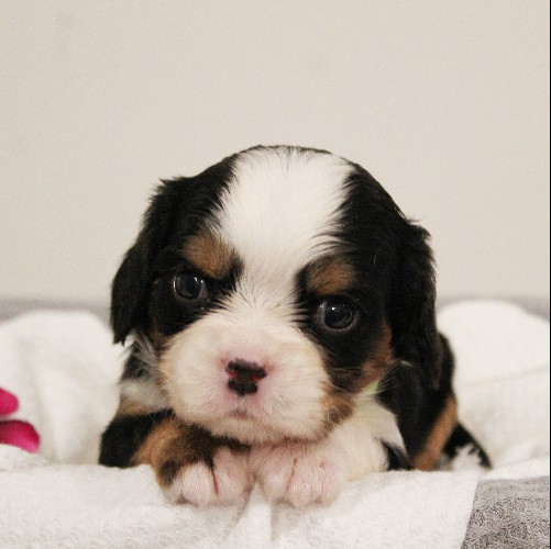 puppy, for, sale, Miniature Bernese Mountain Dog, Melvin  Fisher, dog, breeder, Coatesville, PA, dog-breeder, puppy-for-sale, forsale, nearby, find, puppyfind, locator, puppylocator, aca