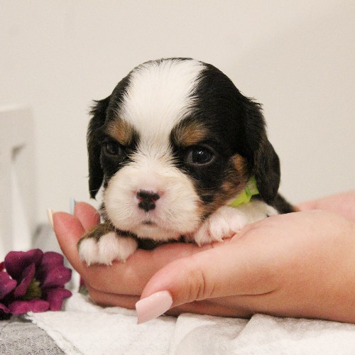 puppy, for, sale, Miniature Bernese Mountain Dog, Melvin  Fisher, dog, breeder, Coatesville, PA, dog-breeder, puppy-for-sale, forsale, nearby, find, puppyfind, locator, puppylocator, aca