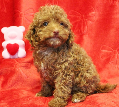 puppy, for, sale, Toy Poodle, Melvin  Fisher, dog, breeder, Coatesville, PA, dog-breeder, puppy-for-sale, forsale, nearby, find, puppyfind, locator, puppylocator, aca