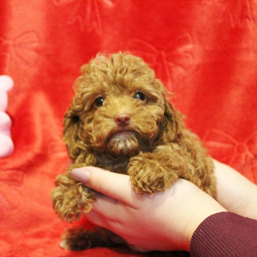puppy, for, sale, Toy Poodle, Melvin  Fisher, dog, breeder, Coatesville, PA, dog-breeder, puppy-for-sale, forsale, nearby, find, puppyfind, locator, puppylocator, aca