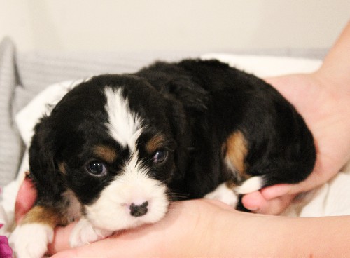 puppy, for, sale, Miniature Bernese Mountain Dog, Melvin  Fisher, dog, breeder, Coatesville, PA, dog-breeder, puppy-for-sale, forsale, nearby, find, puppyfind, locator, puppylocator, aca