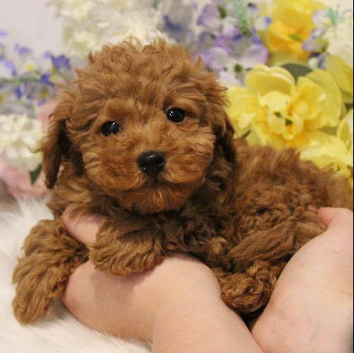 puppy, for, sale, Toy Poodle, Melvin  Fisher, dog, breeder, Coatesville, PA, dog-breeder, puppy-for-sale, forsale, nearby, find, puppyfind, locator, puppylocator, aca