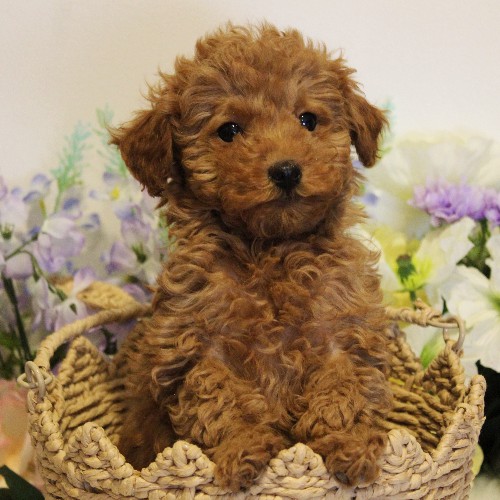 puppy, for, sale, Toy Poodle, Melvin  Fisher, dog, breeder, Coatesville, PA, dog-breeder, puppy-for-sale, forsale, nearby, find, puppyfind, locator, puppylocator, aca