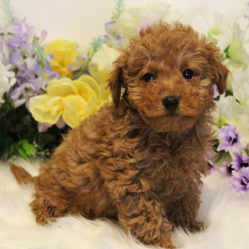 puppy, for, sale, Toy Poodle, Melvin  Fisher, dog, breeder, Coatesville, PA, dog-breeder, puppy-for-sale, forsale, nearby, find, puppyfind, locator, puppylocator, aca