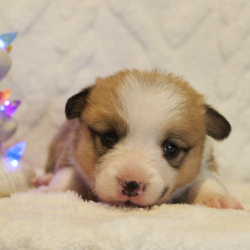 puppy, for, sale, Pembroke Welsh Corgi, Melvin  Fisher, dog, breeder, Coatesville, PA, dog-breeder, puppy-for-sale, forsale, nearby, find, puppyfind, locator, puppylocator, aca