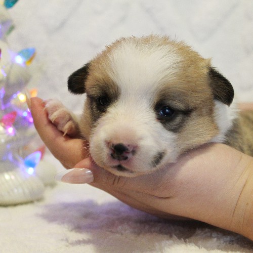 puppy, for, sale, Pembroke Welsh Corgi, Melvin  Fisher, dog, breeder, Coatesville, PA, dog-breeder, puppy-for-sale, forsale, nearby, find, puppyfind, locator, puppylocator, aca